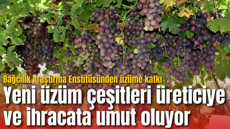 Yeni üzüm çeşitleri üreticiye ve ihracata umut oluyor