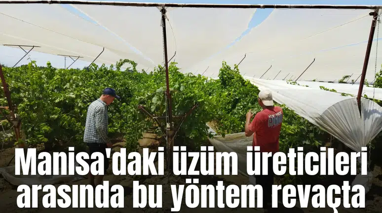 Manisa'daki üzüm üreticileri arasında bu yöntem revaçta