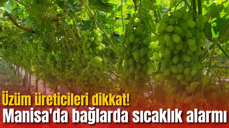 Üzüm üreticileri dikkat! Manisa'da bağlarda sıcaklık alarmı