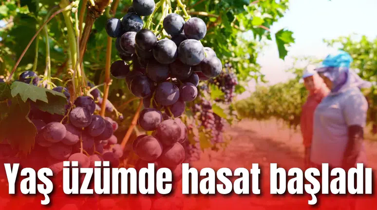 Yaş üzümde hasat başladı