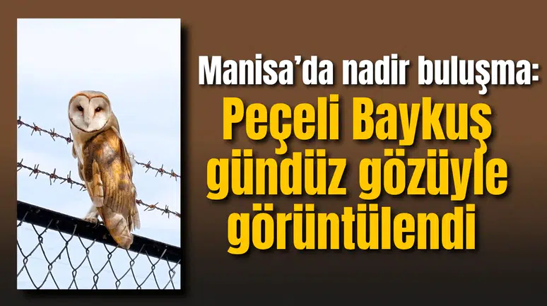 Manisa’da nadir buluşma: Peçeli Baykuş gündüz gözüyle görüntülendi