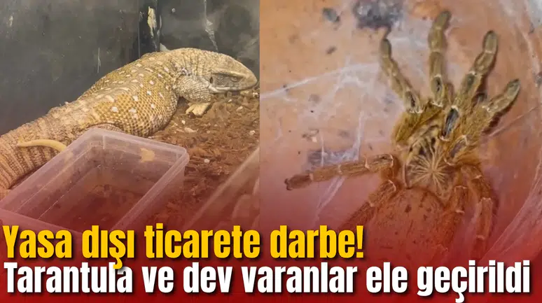 Yasa dışı ticarete darbe! Tarantula ve dev varanlar ele geçirildi