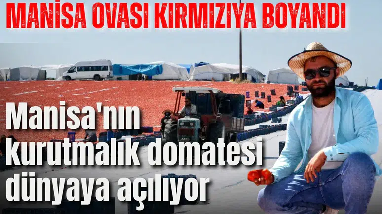 Manisa Ovası kırmızıya boyandı