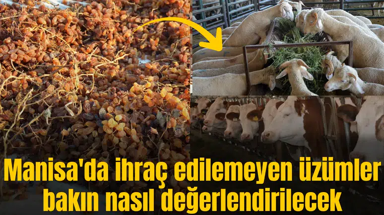 Manisa'da ihraç edilemeyen üzümler bakın nasıl değerlendirilecek