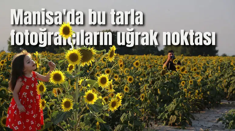 Manisa'da bu tarla fotoğrafçıların uğrak noktası