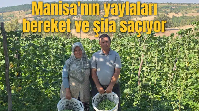 Manisa'nın yaylaları bereket ve şifa saçıyor