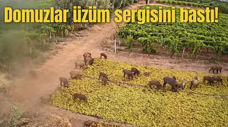 Domuzlar üzüm sergisini bastı!