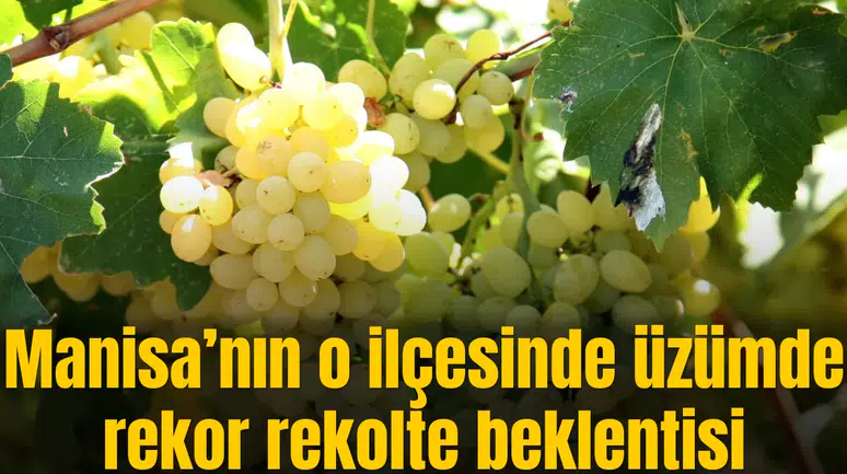 Sarıgöl'de üzümde rekor rekolte beklentisi