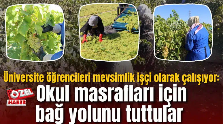 Üniversite öğrencileri mevsimlik işçi olarak çalışıyor: Okul masrafları için bağ yolunu tuttular