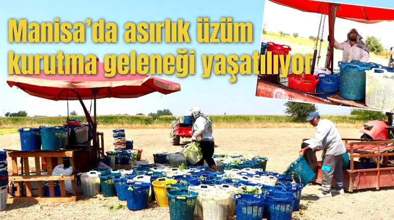 Manisa’da asırlık üzüm kurutma geleneği yaşatılıyor