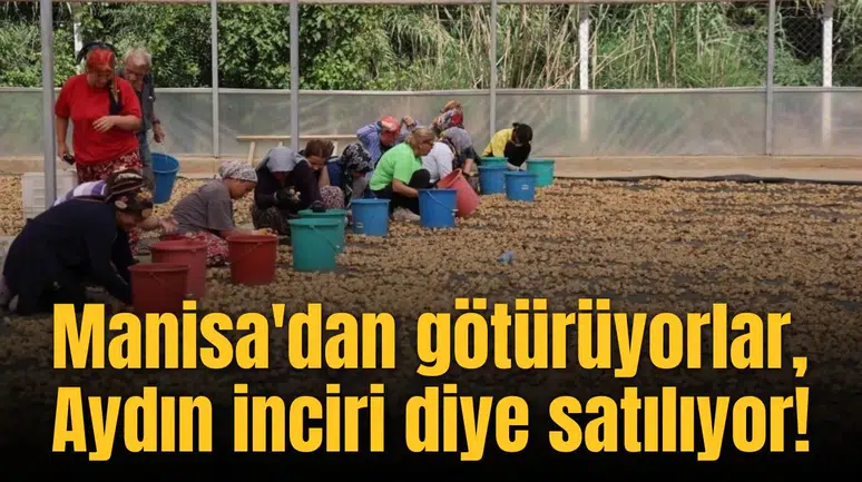 Manisa'dan götürüyorlar, Aydın inciri diye satılıyor!