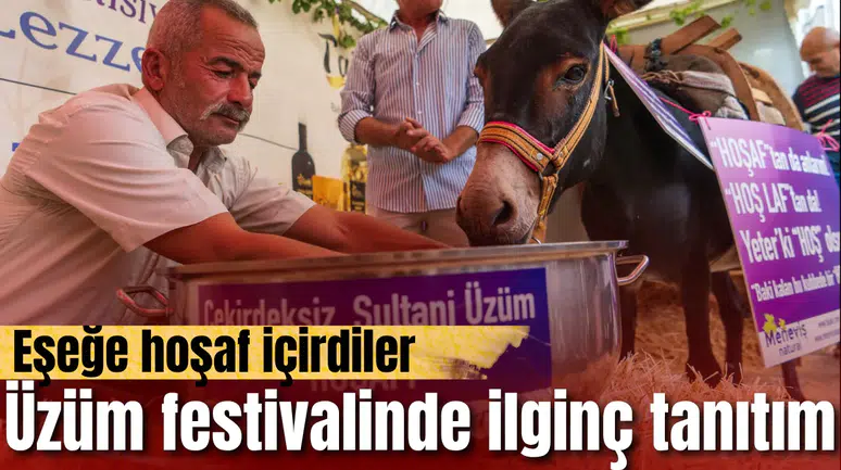 Üzüm festivalinde ilginç tanıtım: Eşeğe hoşaf içirdiler