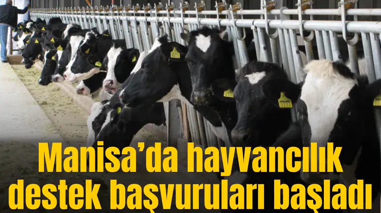 Manisa’da hayvancılık destek başvuruları başladı