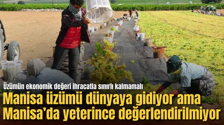 Manisa üzümü dünyaya gidiyor ama Manisa’da yeterince değerlendirilmiyor: Üzümün ekonomik değeri ihracatla sınırlı kalmamalı