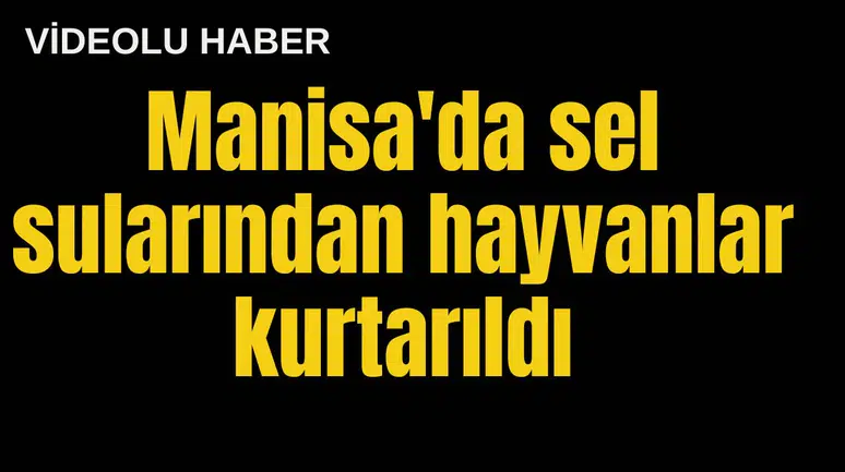 Manisa'da sel sularından hayvanlar kurtarıldı