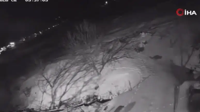 Kurtlar köylülerin korkulu rüyası oldu