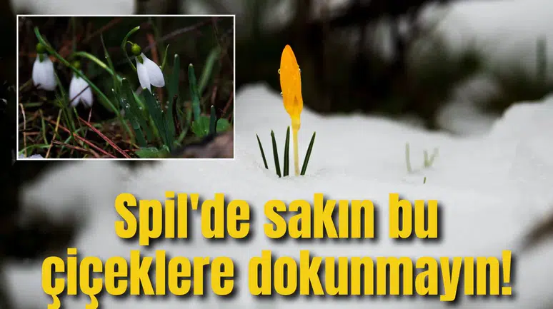 Spil'de sakın bu çiçeklere dokunmayın!