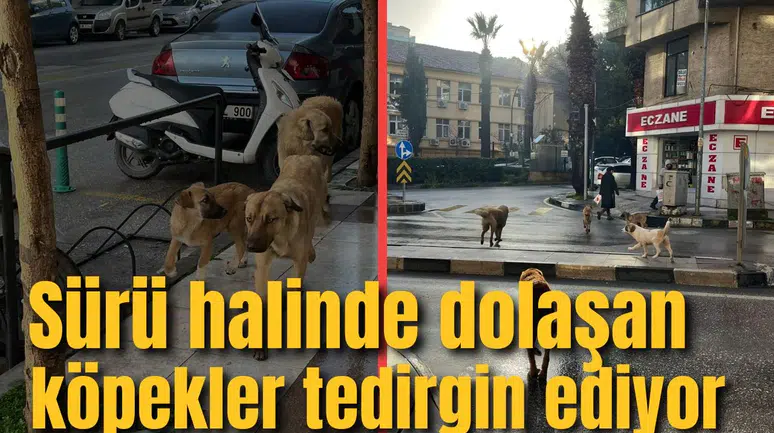 ŞEHİR MERKEZİNDE SÜRÜ HALİNDE DOLAŞAN KÖPEKLER TEDİRGİN EDİYOR
