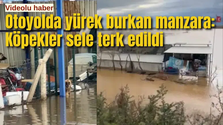 Otoyolda yürek burkan manzara: Köpekler sele terk edildi