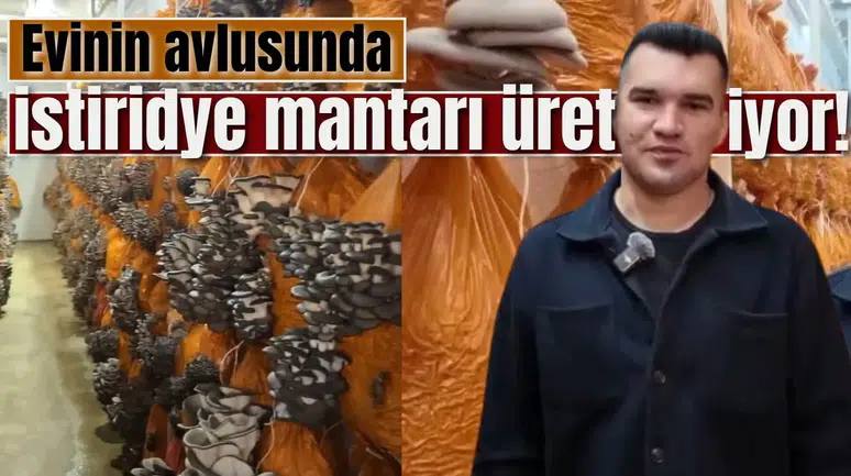 Evinin avlusunda istiridye mantarı üretiyor!