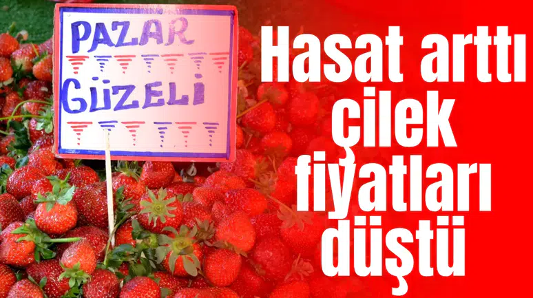 Hasat arttı çilek fiyatları düştü
