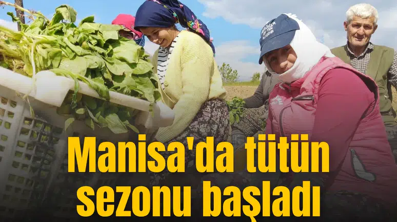 Manisa'da tütün sezonu başladı