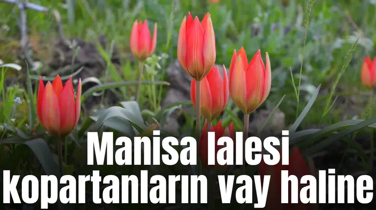 Manisa lalesi koparmanın cezası bakın ne kadar