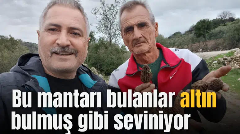 Manisa'da bu mantarı bulanlar altın bulmuş gibi seviniyor