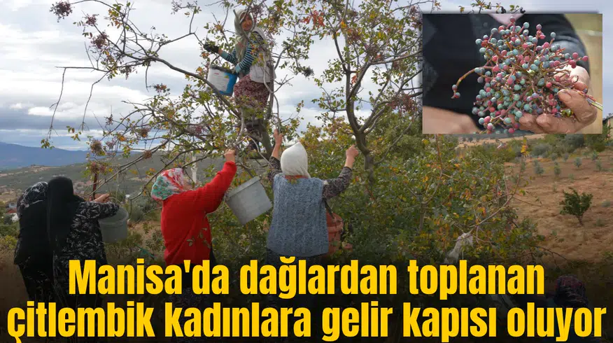 Manisa'da dağlardan toplanan çitlembik kadınlara gelir kapısı oluyor