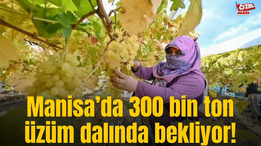 Manisa’da 300 bin ton üzüm dalında bekliyor!