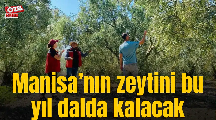 Manisa’nın zeytini bu yıl dalda kalacak
