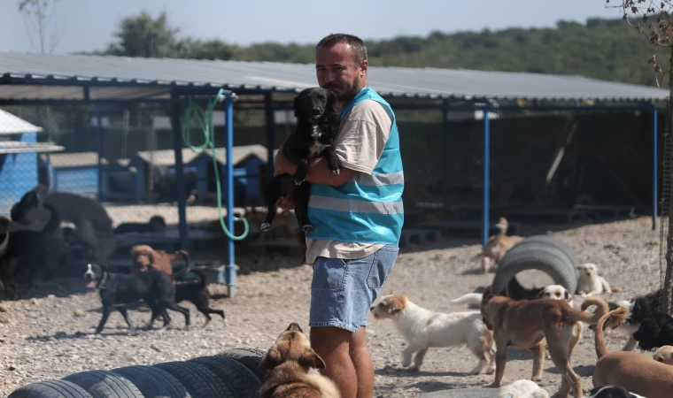 Pandemide Dost ve Arkadaş Olan Cins Köpekler Kaderine Terk Edildi, Şimdi Yaşam Mücadelesi Veriyorlar