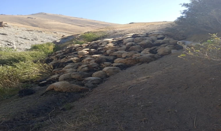 Kurtların saldırdığı 300 koyun birbirini ezerek telef oldu