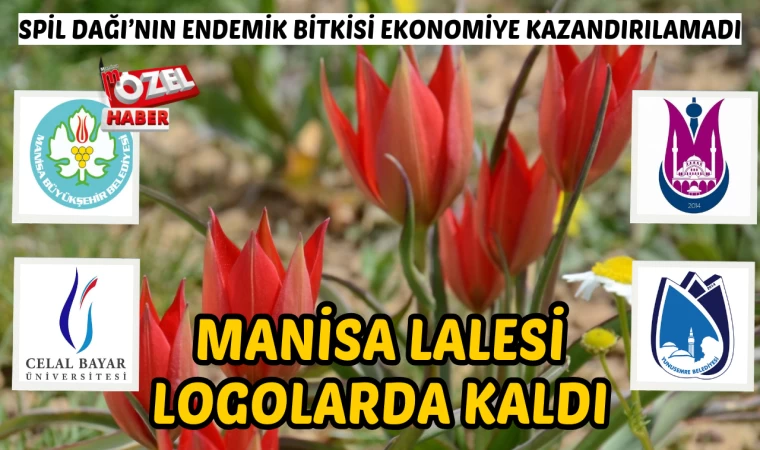 Spil Dağı’nın endemik bitkisi ekonomiye kazandırılamadı: Manisa lalesi logolarda kaldı