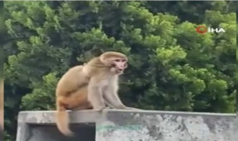 Firari maymun vatandaşı peşine taktı