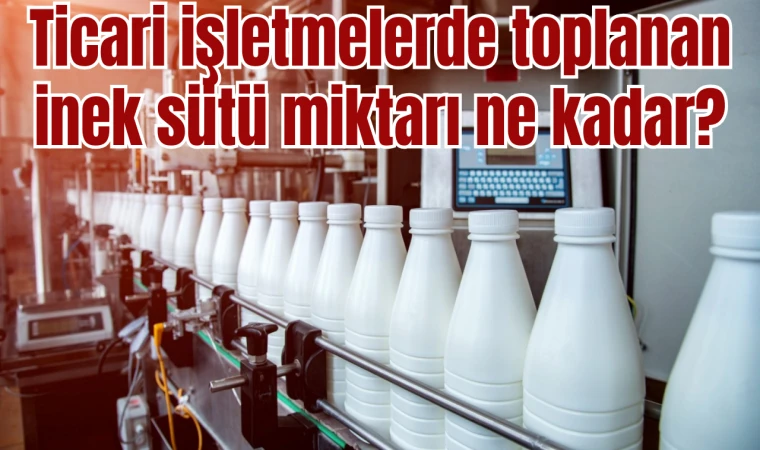 Ticari işletmelerde toplanan inek sütü miktarı arttı 