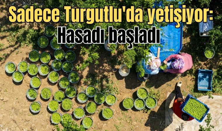 Sadece Turgutlu'da yetişiyor: Hasadı başladı