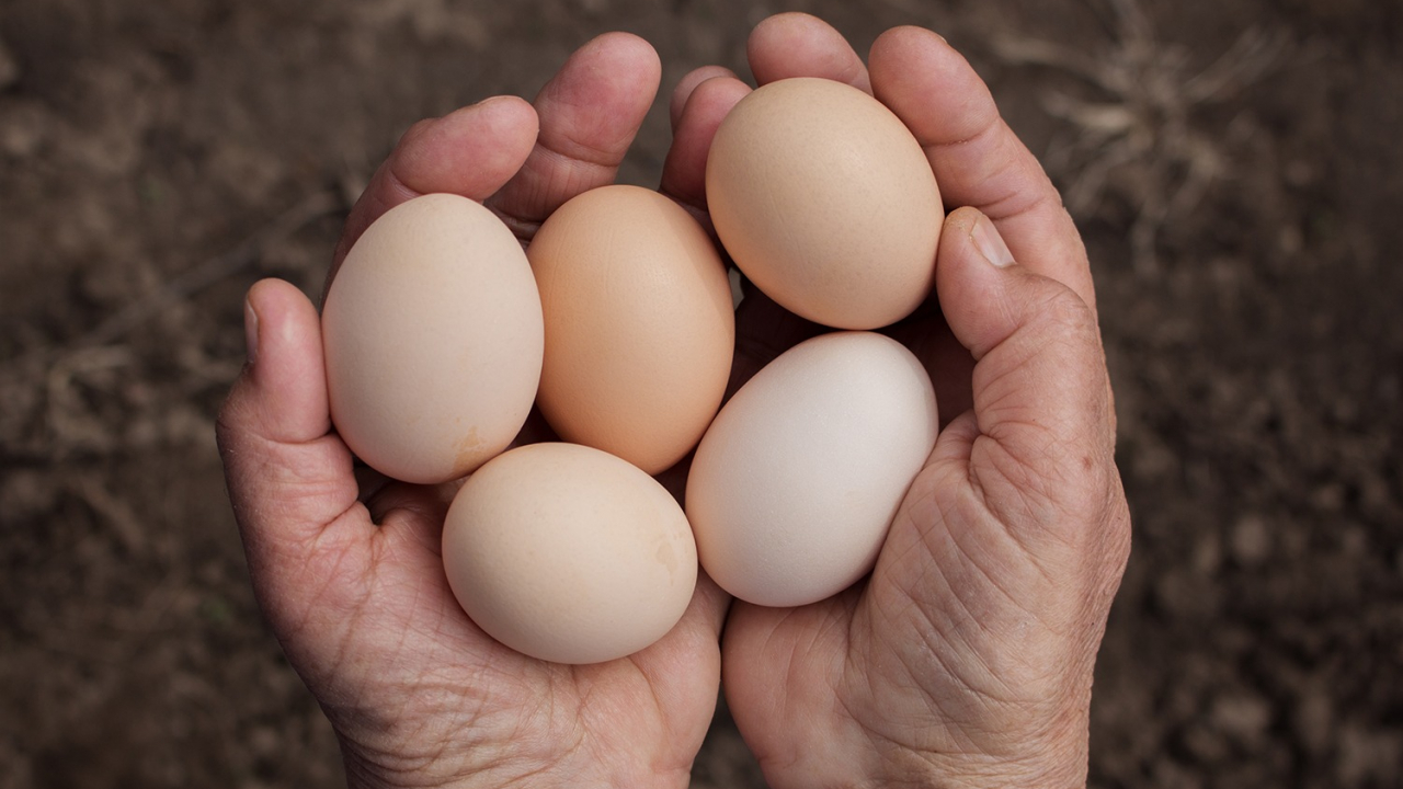 Tavuk yumurtasının üretimi arttı tavuk eti azaldı