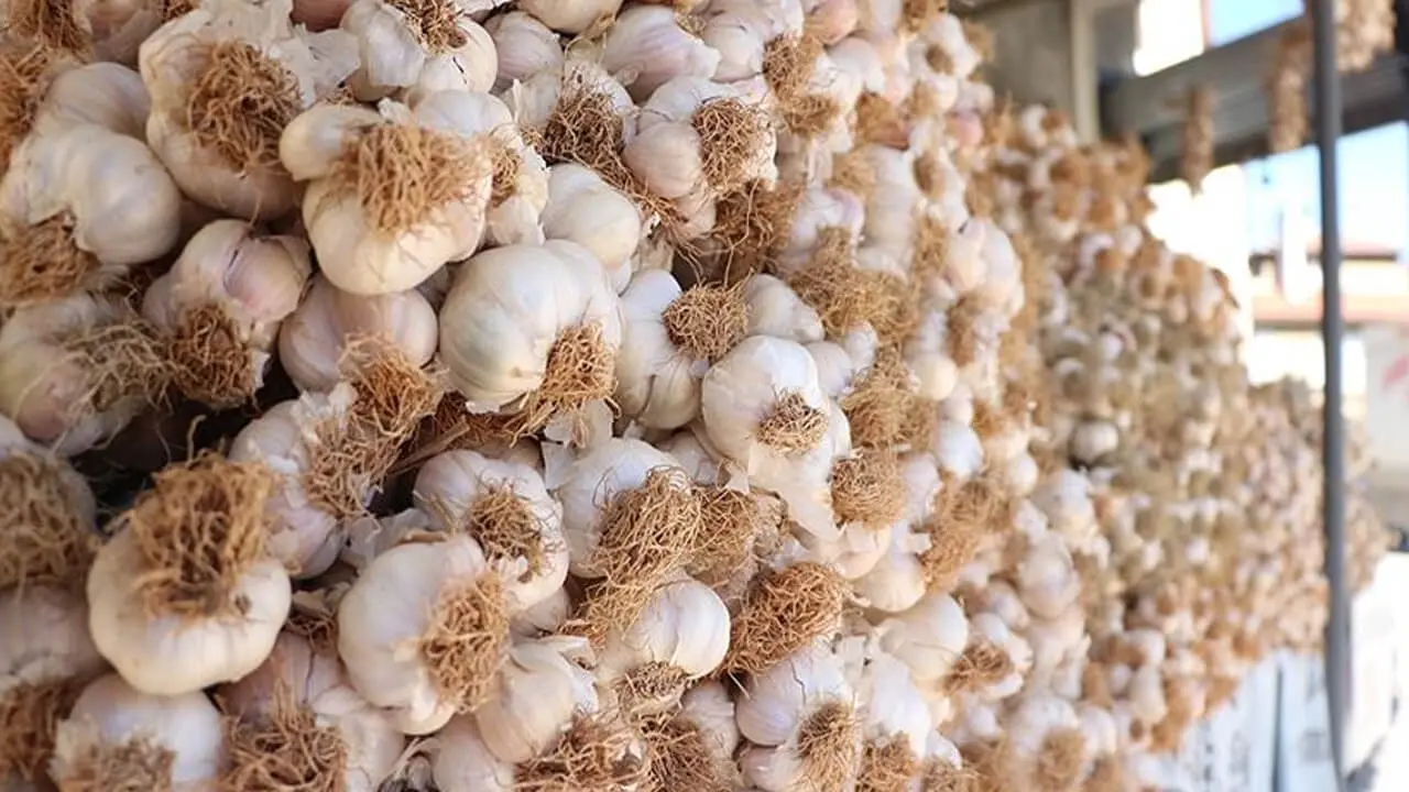 Kuraklık kabusu bitti, 'beyaz altın' tarladan fışkırıyor 3