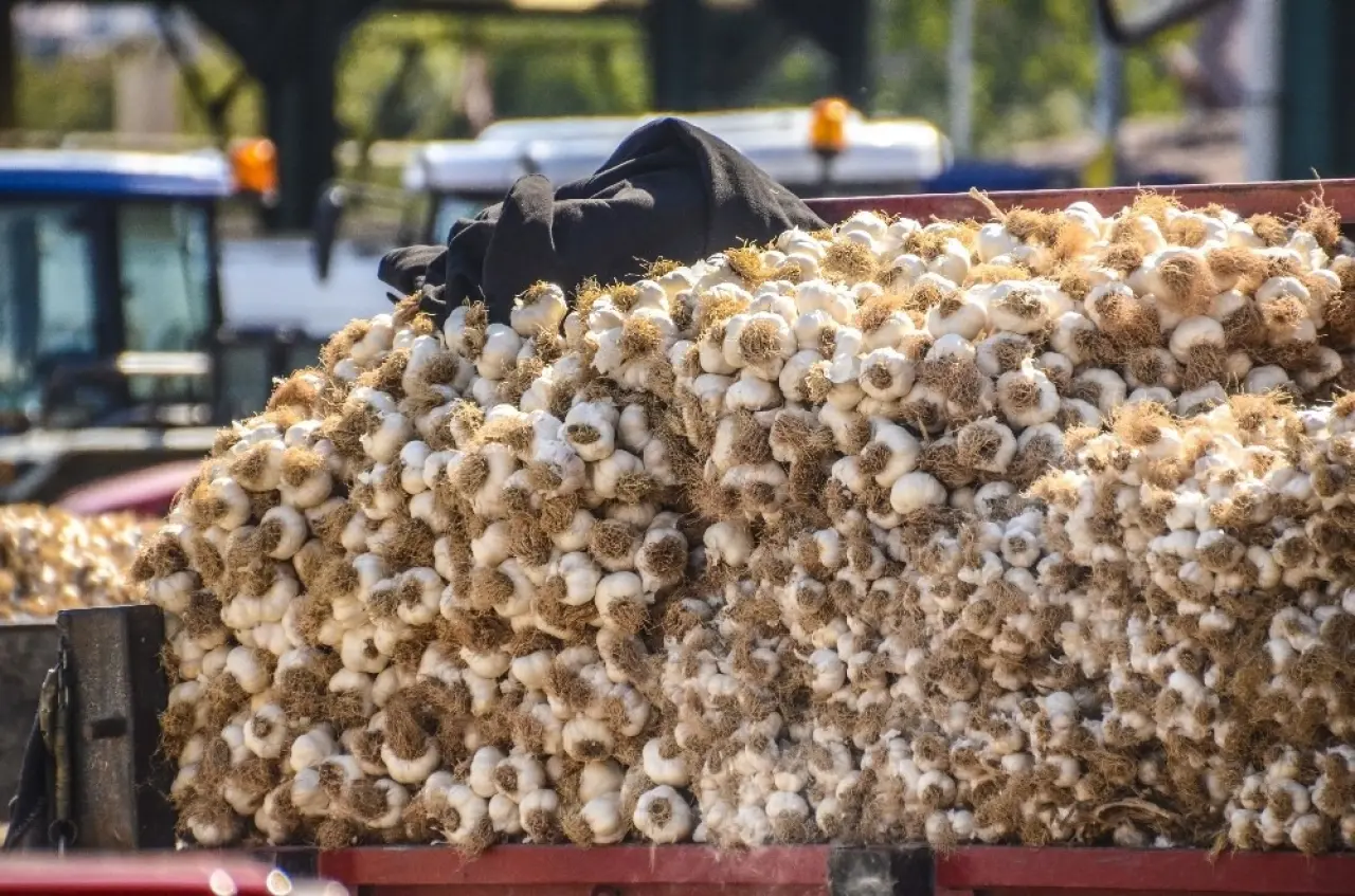 Kuraklık kabusu bitti, 'beyaz altın' tarladan fışkırıyor 2