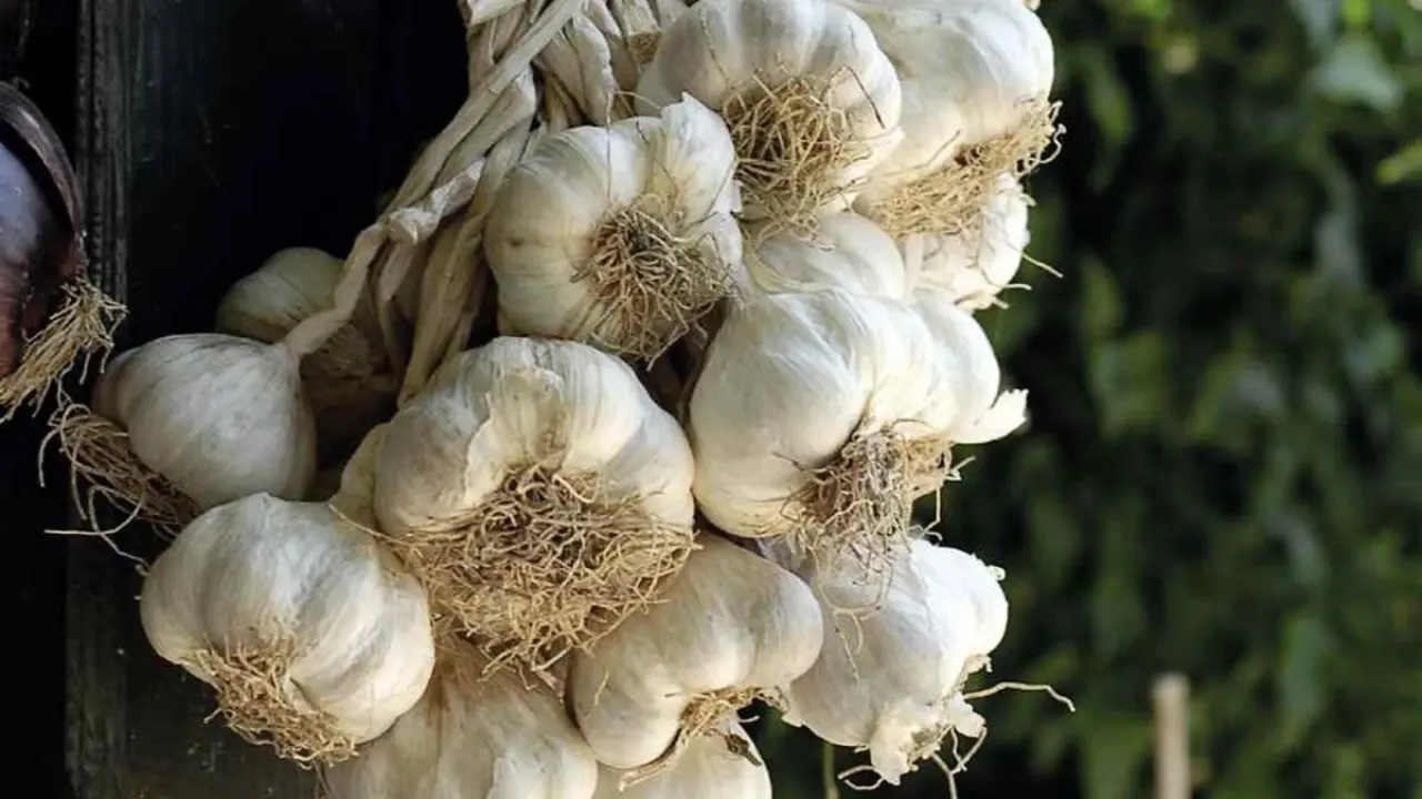 Kuraklık kabusu bitti, 'beyaz altın' tarladan fışkırıyor 4