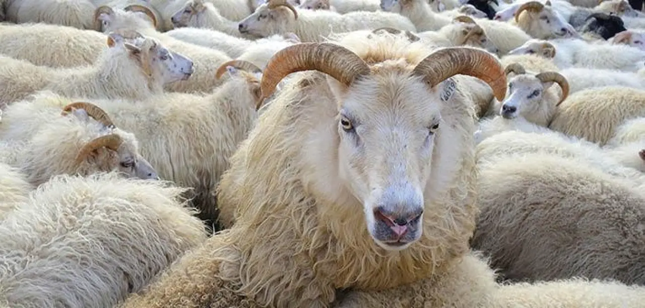 Kurban alırken buna dikkat etmeyen yandı 1