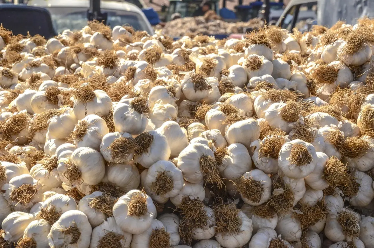 Kuraklık kabusu bitti, 'beyaz altın' tarladan fışkırıyor 1