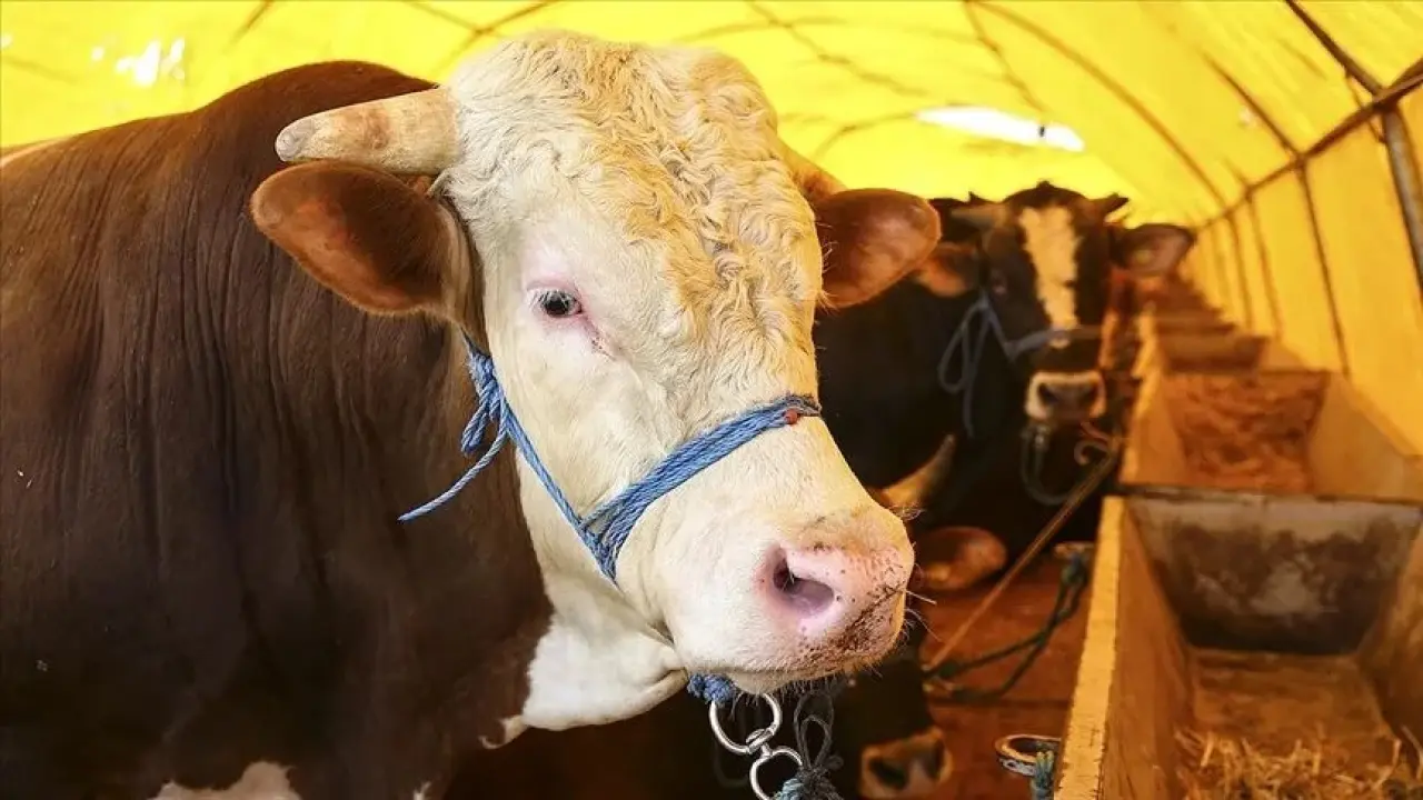 Kurban kesiminde yeni dönem... 2