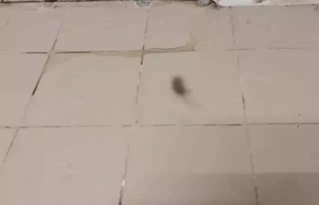 Halk ekmek fabrikasında fare skandalı