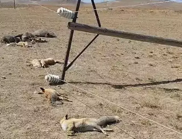 Hayvan otlatırken gördüğü manzara karşısında dehşete düştü