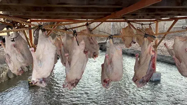 Bölge halkının yüzünü güldüren dönem geldi: Tanesini 6 bin liraya satıyorlar