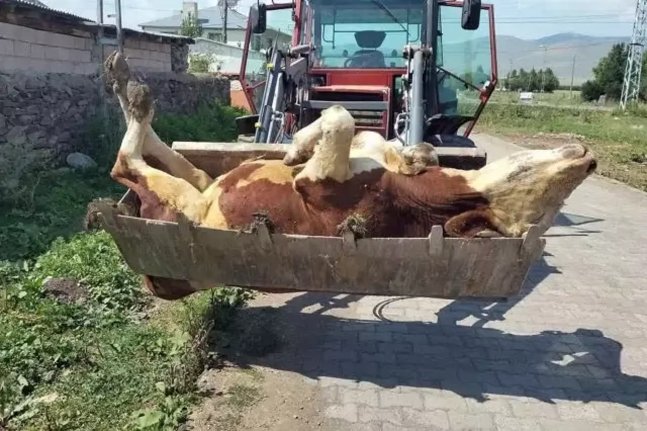Ardahan'ın sessiz çığlığı! Ölen hayvan sayısı korkunç boyutlara ulaştı