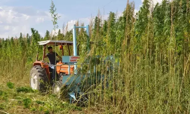 Karar Resmi Gazete'de: 21 ilde kenevir üretimine onay çıktı